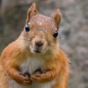 Squirrly WordPress SEO – for bloggers who don’t want to go nuts